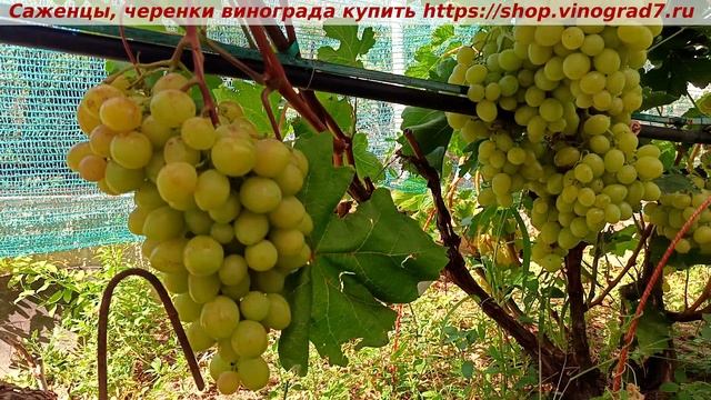 Парад сортов 2024 года и Мускат медовый, одна из самых вкксных новинок у меня на участке! смотреть онлайн