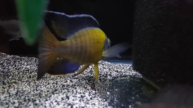 Aulonocara stuartgranti (Undu Reef) Blue Neon смотреть онлайн