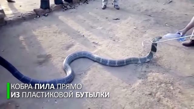 В Индии королевскую кобру спасли от смерти, напоив из бутылки смотреть онлайн