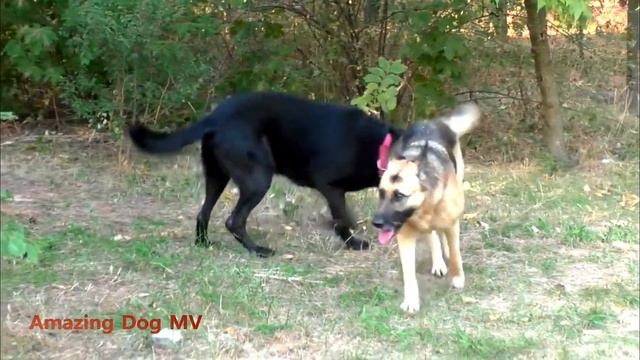 Восточно европейские овчарки Вольф и Астра Свадьба East European Shepherd Dog New litter смотреть онлайн