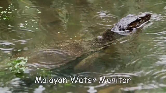 Peeky The Pangolin Explores Singapore’s Wildlife