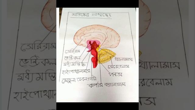 মস্তিষ্ক#মস্তিষ্কের লম্বছেদ T.L.M on life science method.b.ed 3rd sem.subscribe my channel. смотреть онлайн