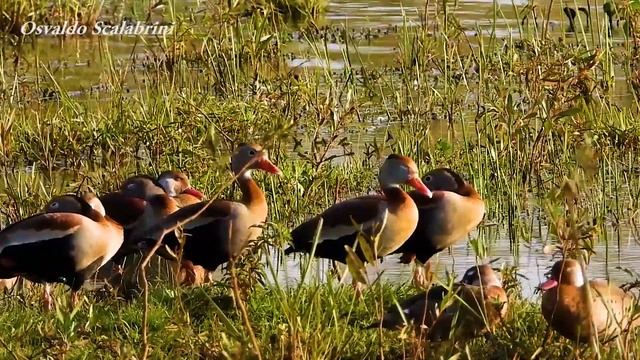 MARRECA-CABOCLA flagrantes da vida selvagem (DENDROCYGNA AUTUMNALIS), BLACK-BELLIED WHISTLING-DUCK. смотреть онлайн