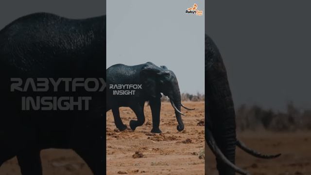 How many teeth elephant have ? @rabytfoxinsight смотреть онлайн