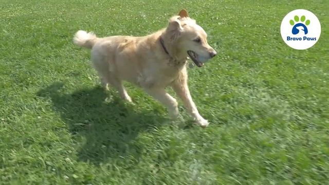 BravoPaws Intelli Gut Treats for Dogs смотреть онлайн