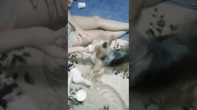 Собака кушает смотреть онлайн