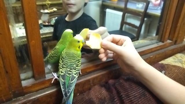 Избалованный питомец