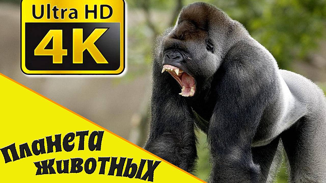 Дикая Африка, Животные в Дикой Природе/ Познавательные видео животных в природе/ Планета Животных смотреть онлайн