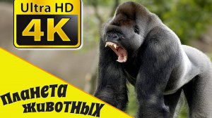 Дикая Африка, Животные в Дикой Природе/ Познавательные видео животных в природе/ Планета Животных