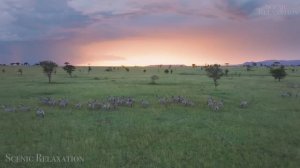 Сафари по дикой природе — живописный фильм о животных с африканской музыкой!...