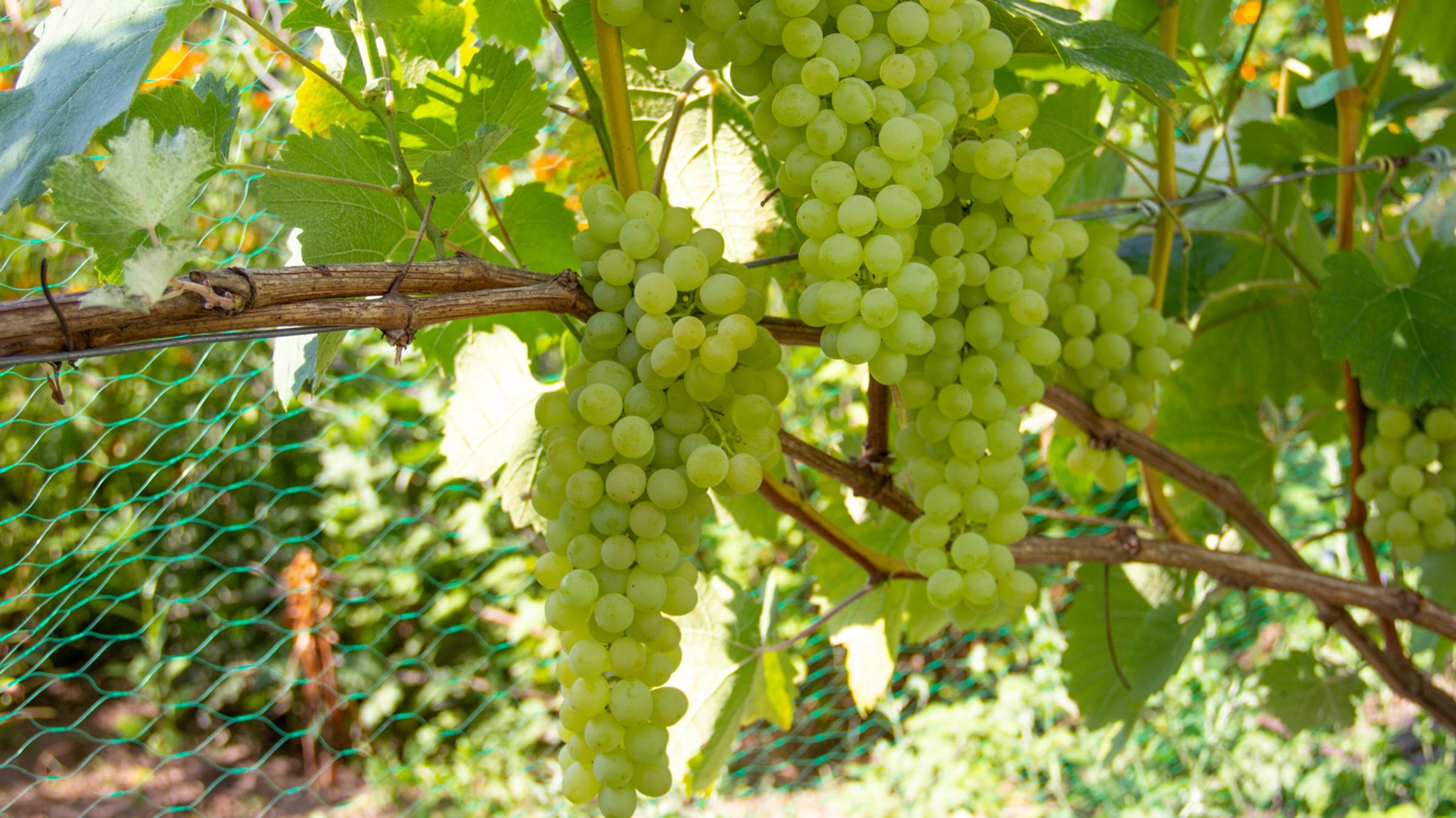 Виноград в Беларуси. Урожай 2024. Обзор форм А-К смотреть онлайн