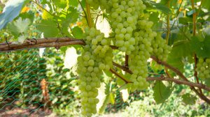 Виноград в Беларуси. Урожай 2024. Обзор форм А-К