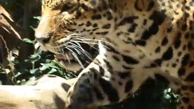 Loro Parque en Leopard Loropark (Tenerife) con la Sony.avi смотреть онлайн