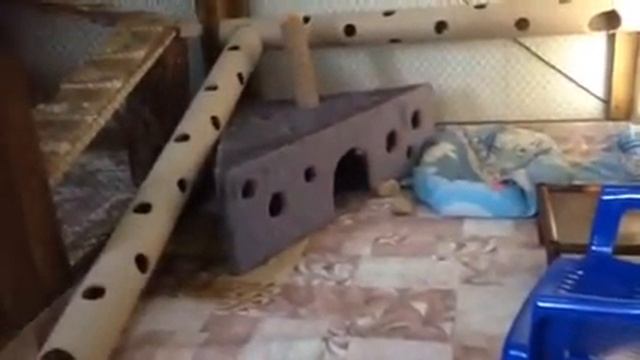 Запасливый хорек смотреть онлайн