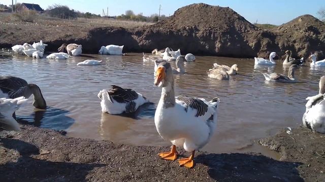 17 октября 2019 г. смотреть онлайн