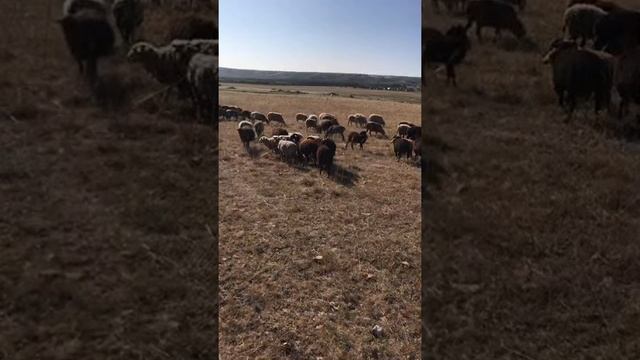 Пасём коров овец смотреть онлайн