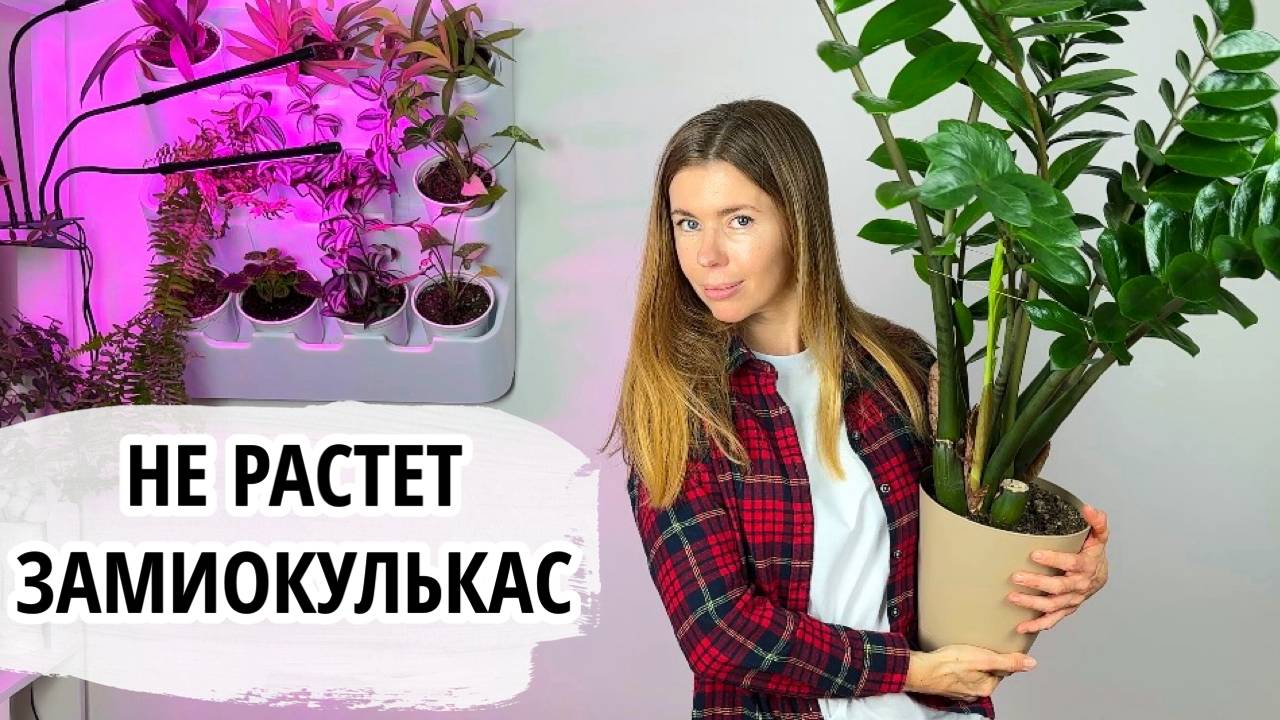 Как заставить расти замиокулькас? смотреть онлайн