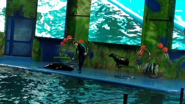 Дельфинарий Немо, Морские котики смотреть онлайн