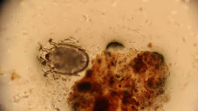Otodectes Mite смотреть онлайн