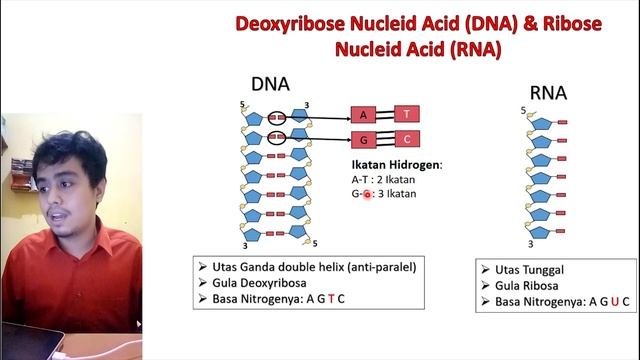 BELAJAR DASAR GENETIKA MOLEKULAR (BASIC OF MOLECULAR GENETICS) APASI ITU DNA? RNA ?? Ekspresi gene? смотреть онлайн
