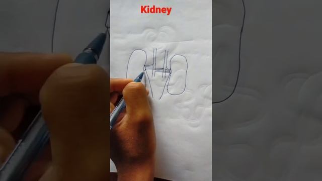 How To Draw Diagram Of Kidney
