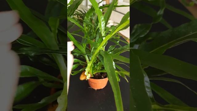 Папоротник Аглаоморфа Кронос в Жизнь Зелёных 👉 тг Plantsnn