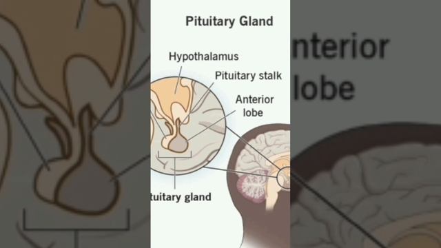 #pituitary gland #zoology смотреть онлайн