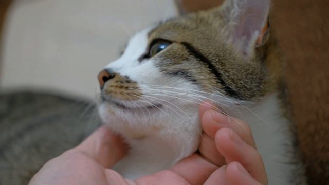 Могут ли Кошки видеть Души умерших, Призраков или Домовых смотреть онлайн