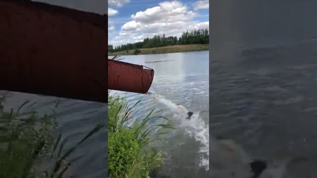Зарыбление. Пруд Южный (5.07.2019) смотреть онлайн