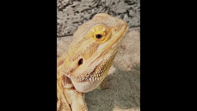 Новое видео ЭТО ДИНОЗАВРЫ смотреть онлайн