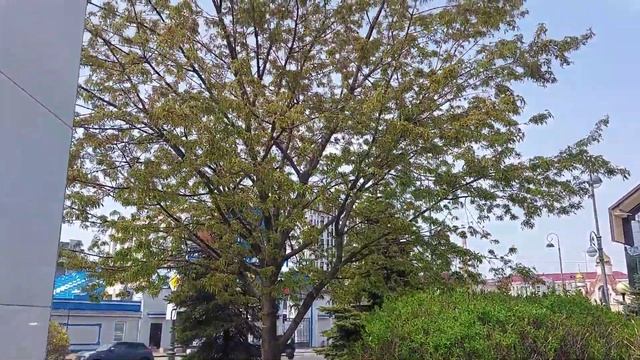 Сквер городов-Побратимов/Владивосток смотреть онлайн