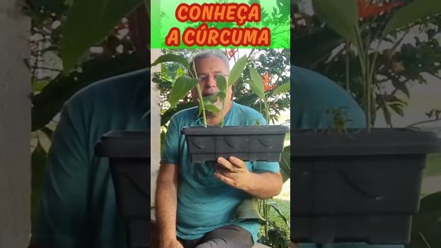 conheça a cúrcuma #plantasmedicinais #saúdenatural #Cúrcuma смотреть онлайн