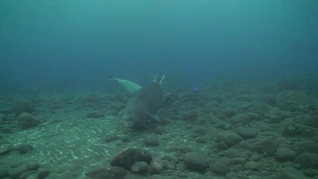 Monk Seals At Garden Eel Cove, April 4, 2016