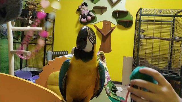 Попугай ара Ливси играет смотреть онлайн