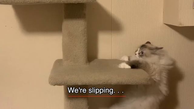 Funny Kitten Video Leo's Close Call смотреть онлайн