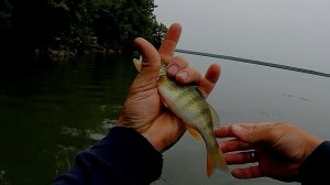 Рыбалка на окуня под Лысой горой на Новотроицком вдх.