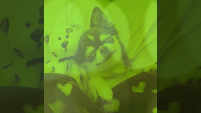 Впечатление (Выгул собак) смотреть онлайн