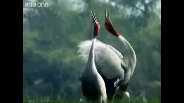 САМЫЕ ЧУДНЫЕ ЖИВОТНЫЕ смотреть онлайн