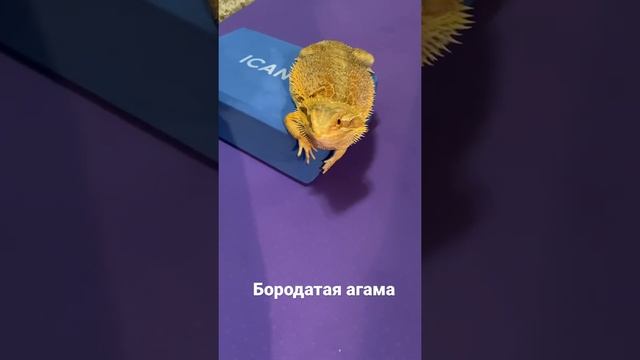 Самый лучший питомец-это бородатая агама