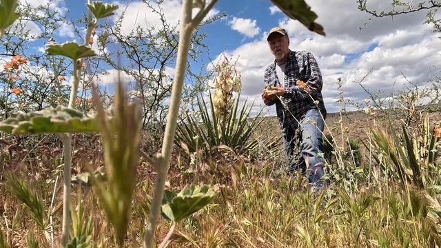Desert Mariposa & Pickled Yucca Blossoms смотреть онлайн