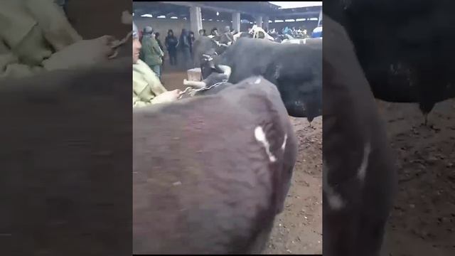 чорво бозори смотреть онлайн