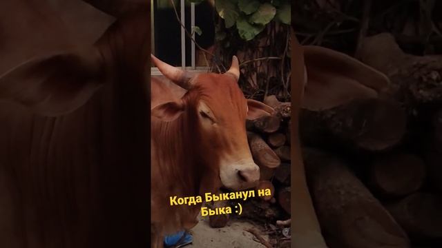 Быканкул на быка в Арамболе #шортс #cow #корова смотреть онлайн