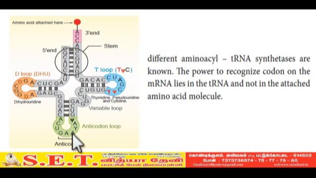 XII Bio Zoology - tRNA The adapter Molecule смотреть онлайн