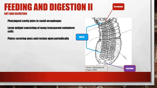 Micrognathozoa Phylum explained смотреть онлайн