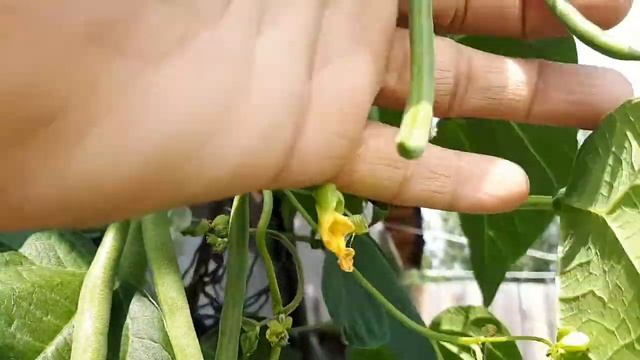 Фасоль Серёжа . смотреть онлайн