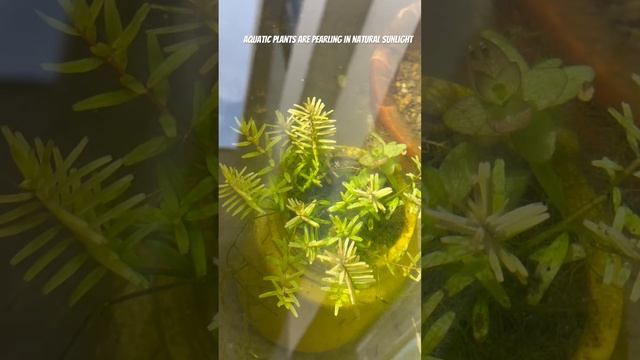 Aquatic plants are pearling in natural sunlight❤️🌟 #guppyfishtank #guppyfishpond смотреть онлайн