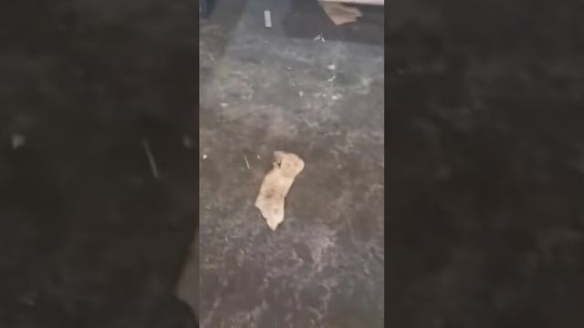 ✅Красивые и современные столы из металла. metal tables. Интересные идеи #shorts смотреть онлайн