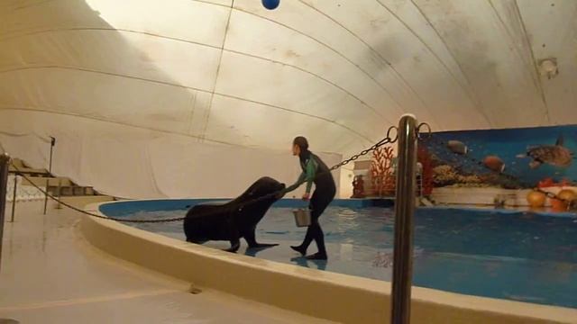 Дельфинарий Анапа4 смотреть онлайн