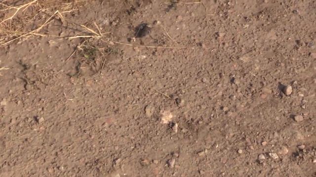 Mountain Giants: A Mormon Cricket Encounter смотреть онлайн