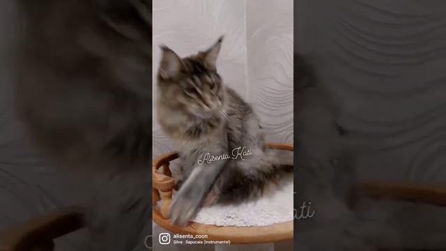 Кошечка мейн-кун Кати/ Alisenta Kati ищем МАМПАП ❗️ WhatsApp, Telegram +79109881001 смотреть онлайн